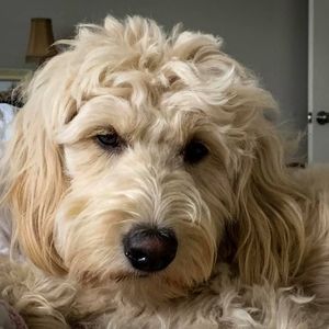 Meet your Posher, Randy